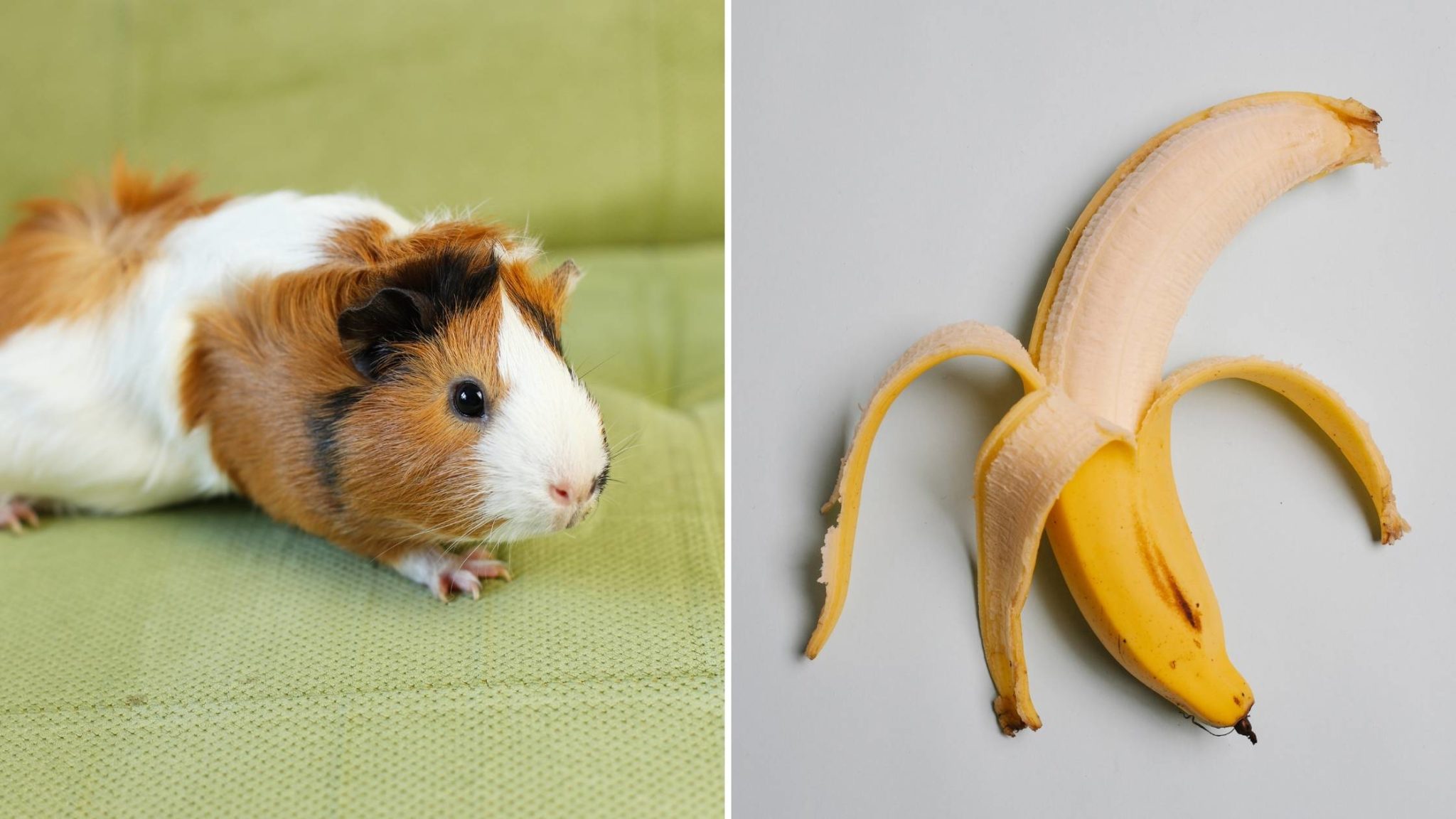 can-guinea-pigs-eat-bananas-is-it-safe-and-healthy-for-them