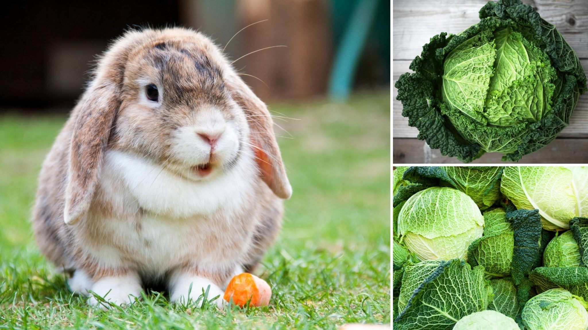 can-rabbits-eat-cabbage-types-benefits-and-dangers