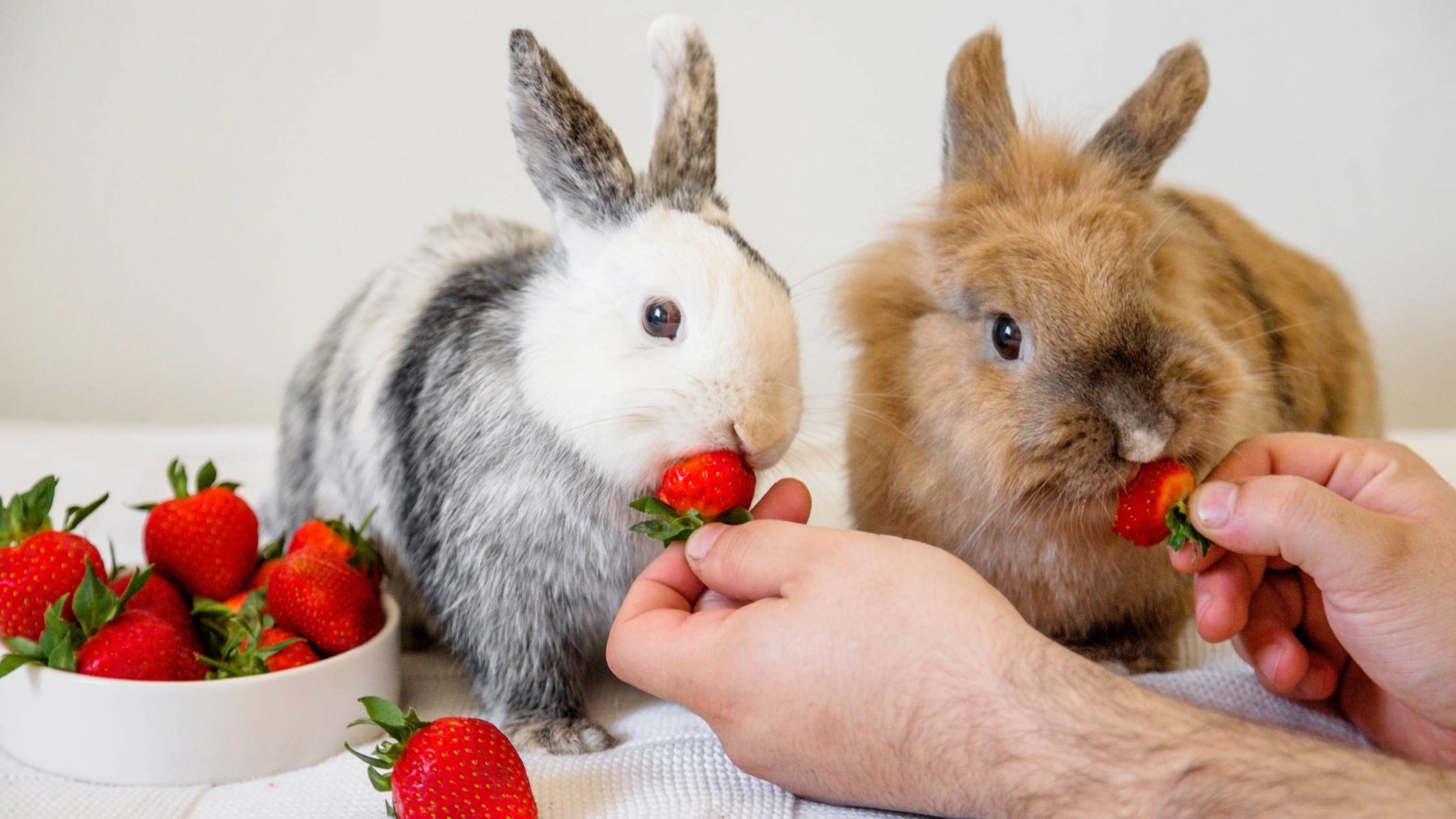 Can Rabbits Eat Strawberries? (Health Benefits, Risks, & More)