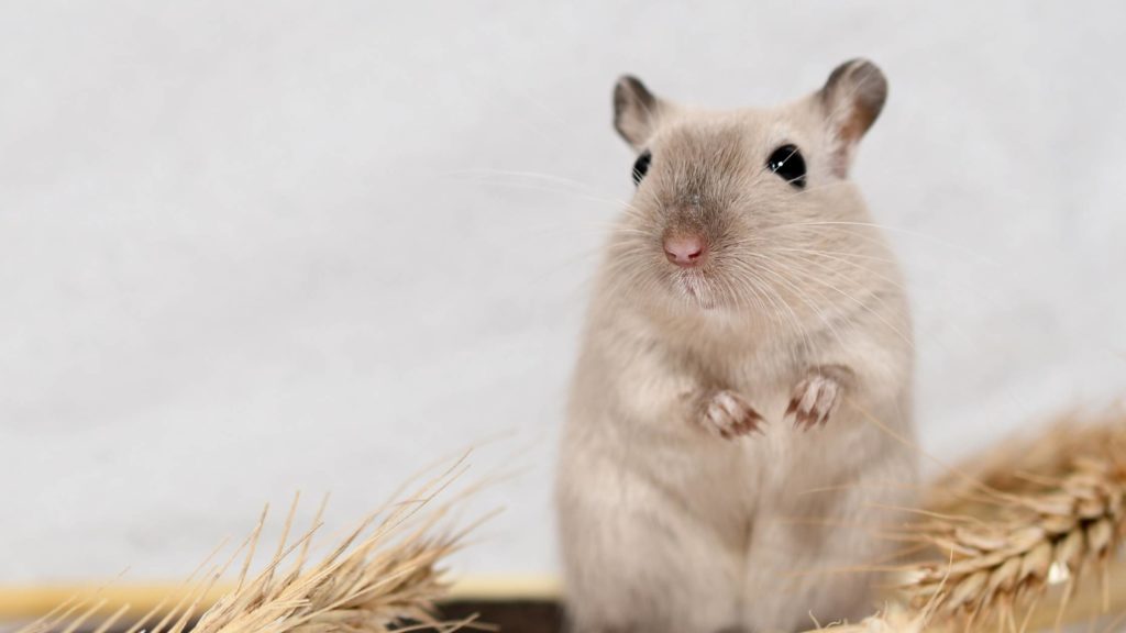 Fat Tailed Gerbil Guide Everything You Need To Know