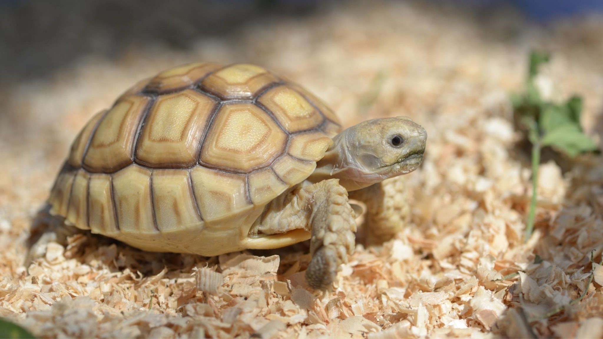 How Much Does a Tortoise Cost: Factors Affecting Tortoise Prices