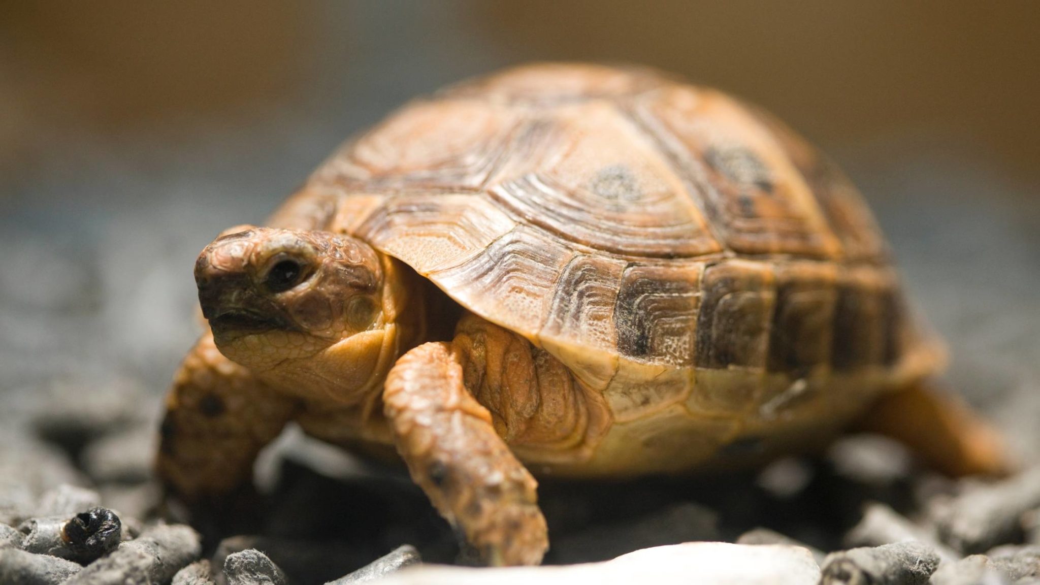 How Much Does a Tortoise Cost: Factors Affecting Tortoise Prices