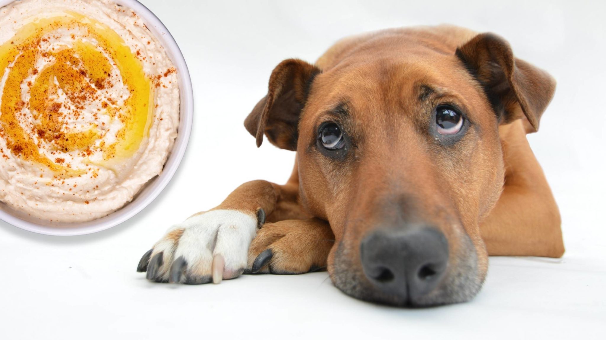 Can Dogs Eat Hummus? Risks, Benefits, Serving Instructions and More 