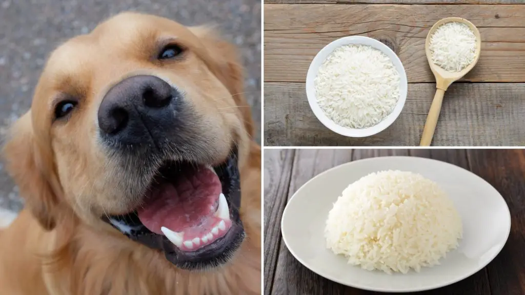 Can Dogs Eat Jasmine Rice Or Not Is Jasmine Rice Safe For Dogs 