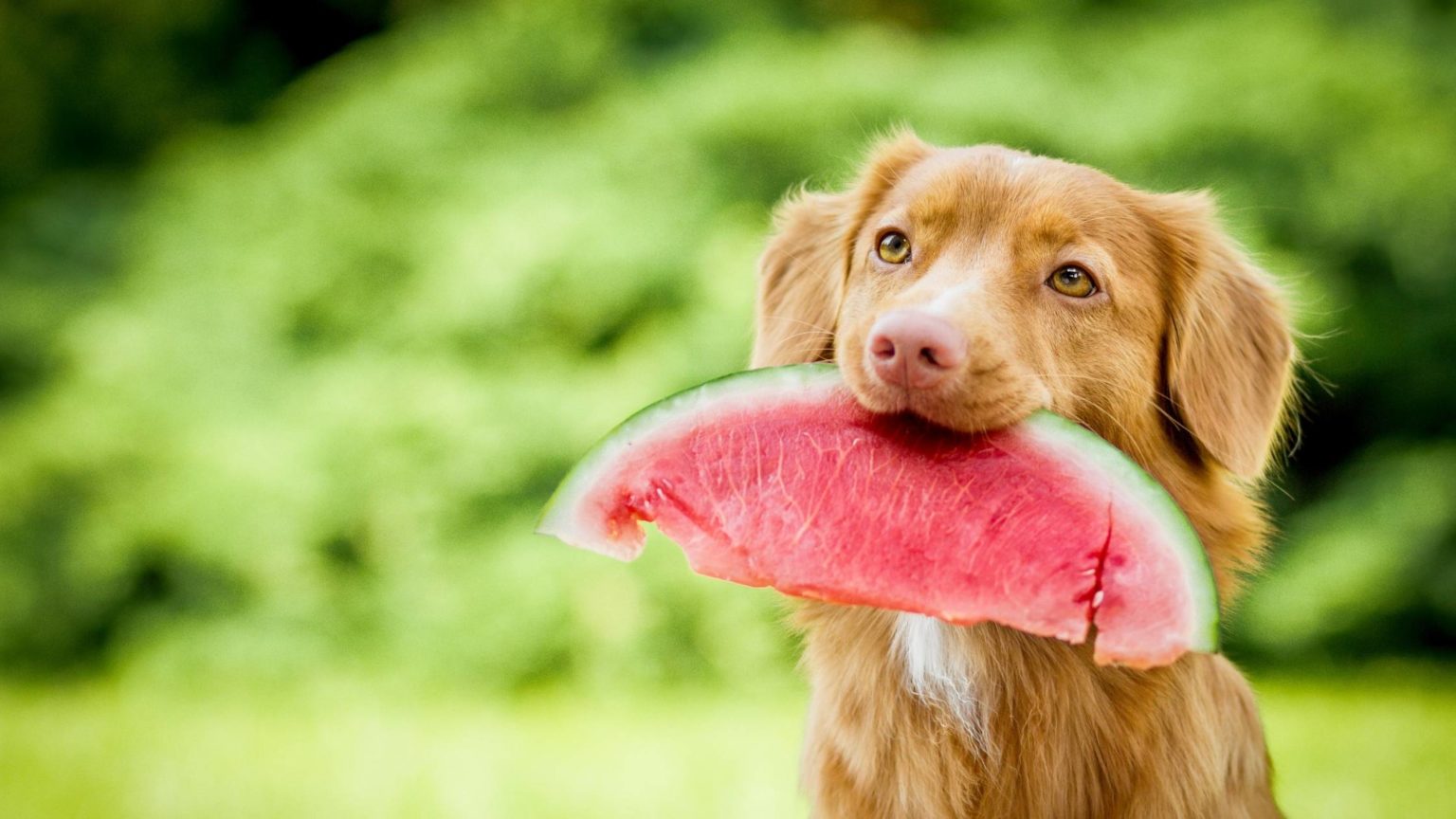 What Fruits and Vegetables Can Dogs Eat? A Complete Guide