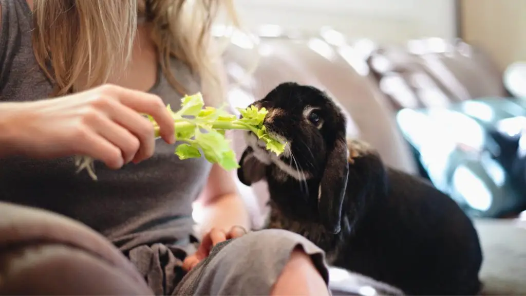 Can Rabbits Eat Celery? Is it Safe or Healthy for Them?