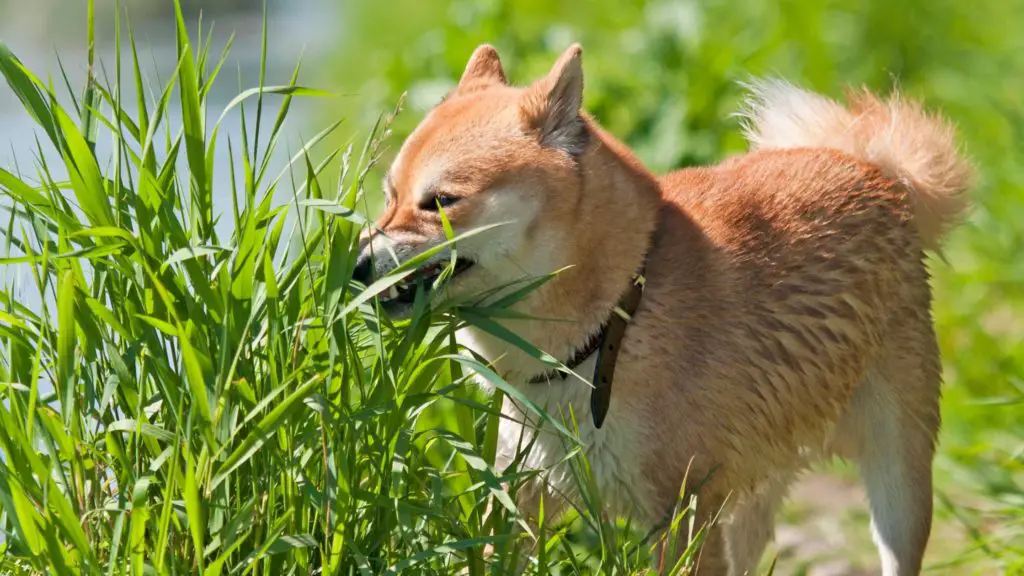 Why Do Dogs Eat Grass When You Do And Don T Need To Worry   Why Do Dogs Eat Grass 1024x576 