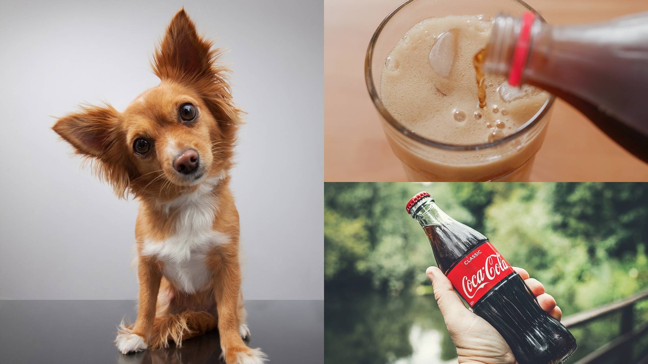 Can Dogs Drink Soda