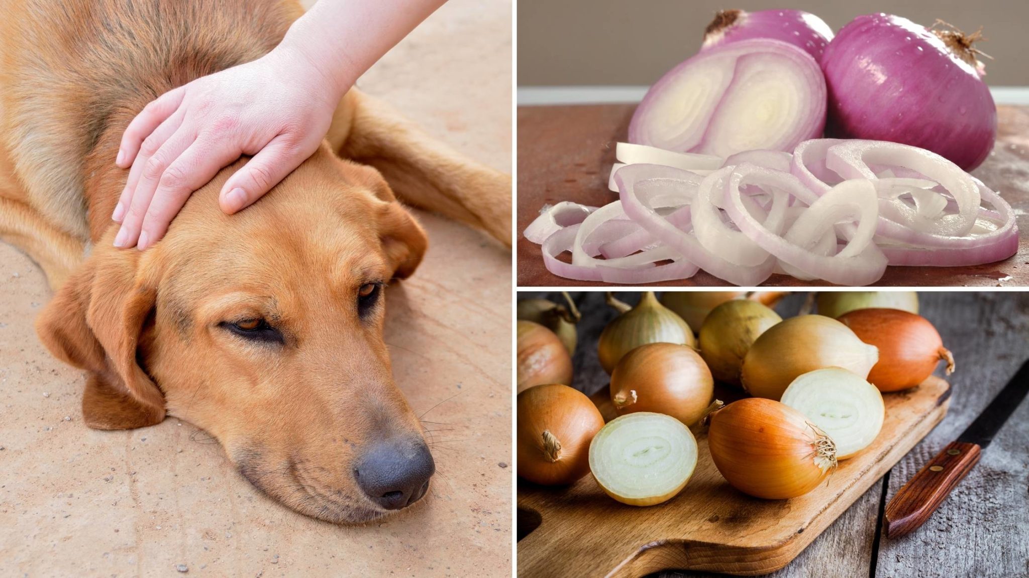 how-much-onion-is-bad-for-a-dog-gegu-pet