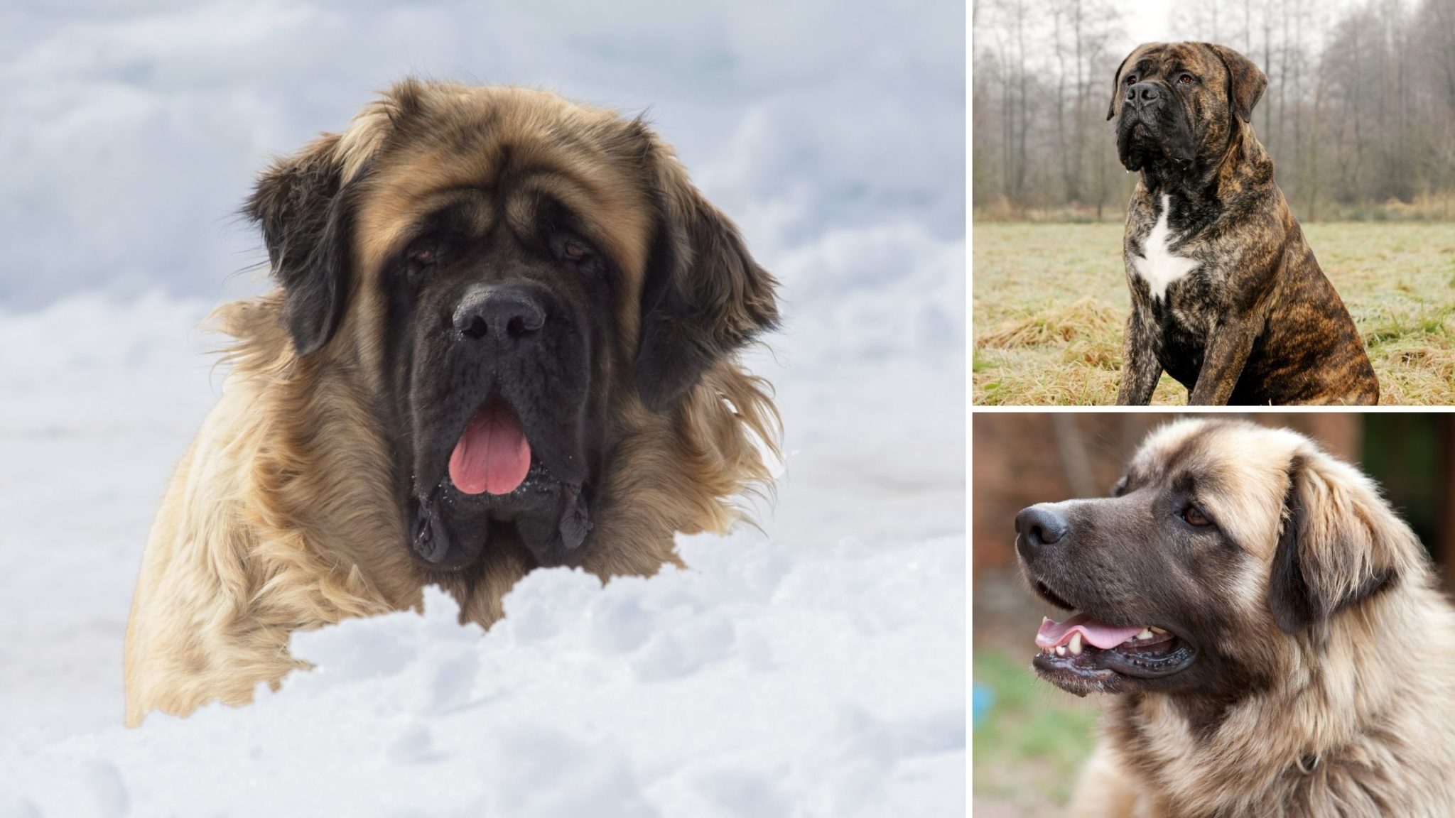 Sarabi Dog - The Iranian Shepherd/Persian Mastiff Breed