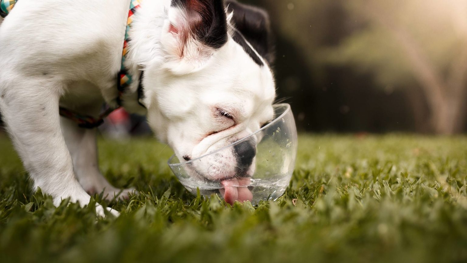 can-dogs-drink-soda-what-happens-if-a-dog-drinks-soda