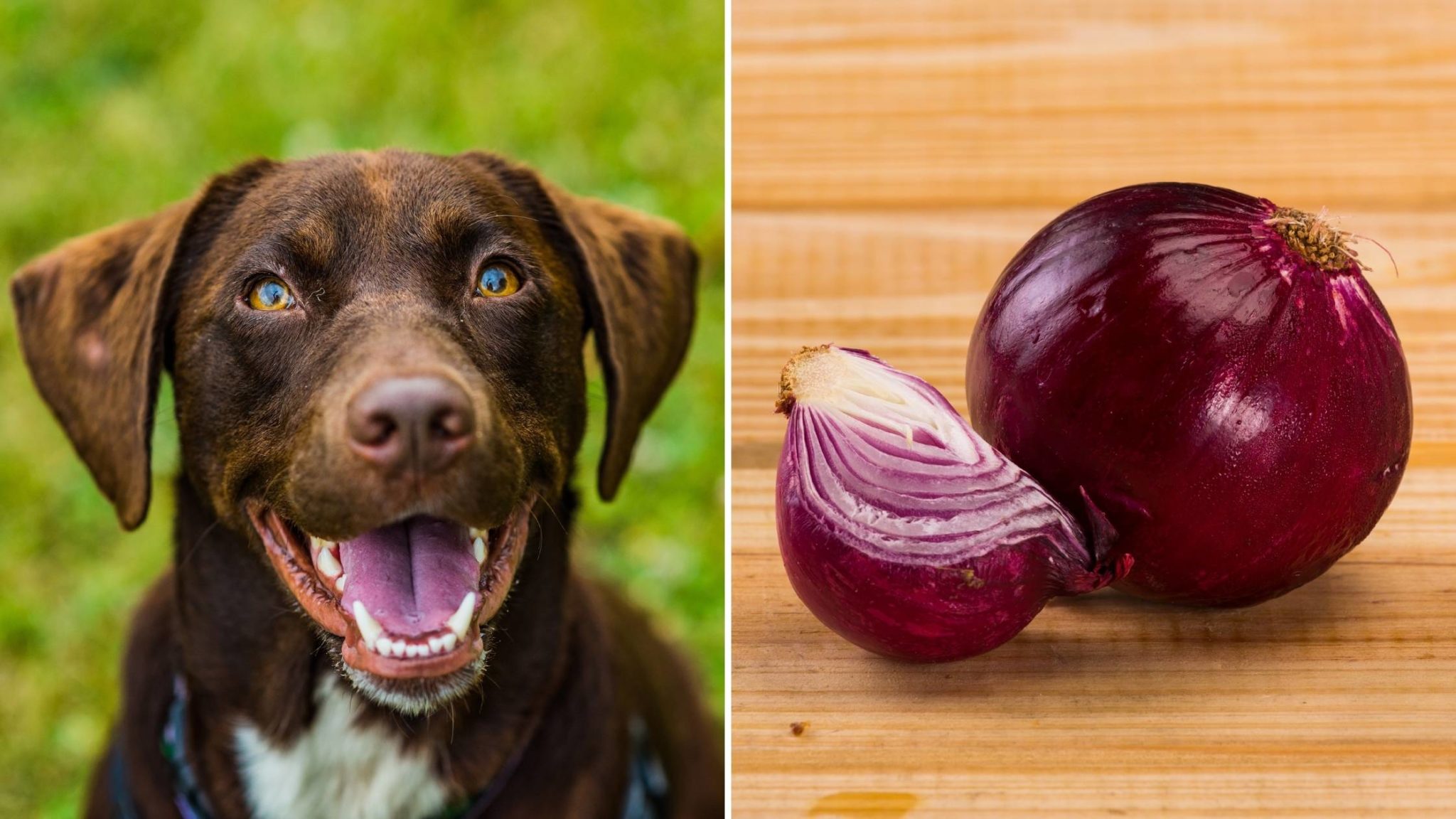 Can Dogs Eat Onions? Read This Before Feeding Any Onion to Your Dog