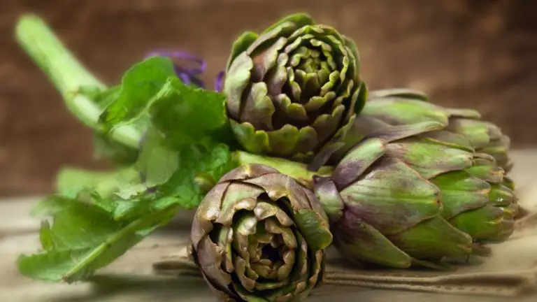 Can Dogs Eat Artichokes: Everything You Need to Know About