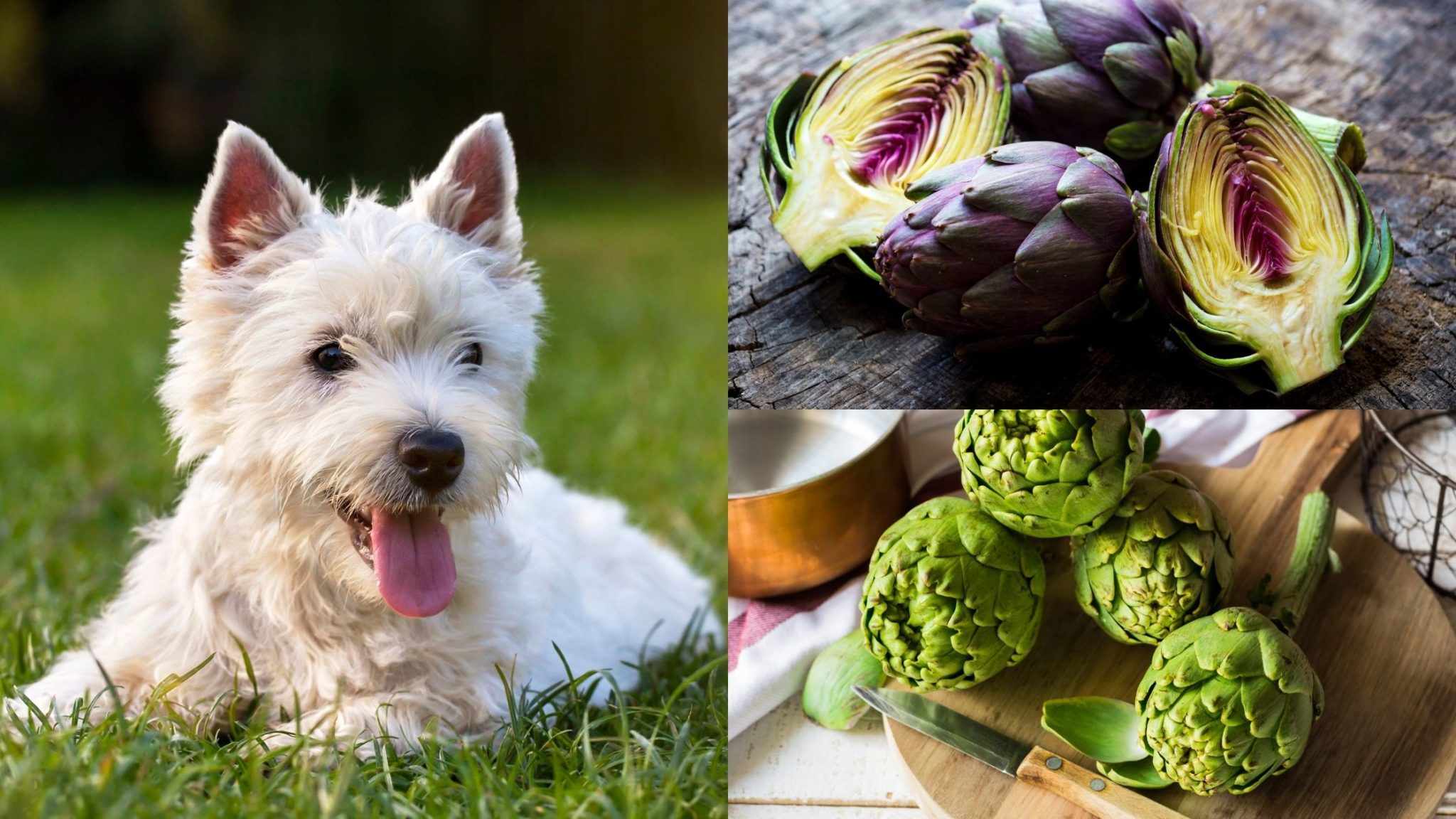 Can Dogs Eat Artichokes: Everything You Need to Know About