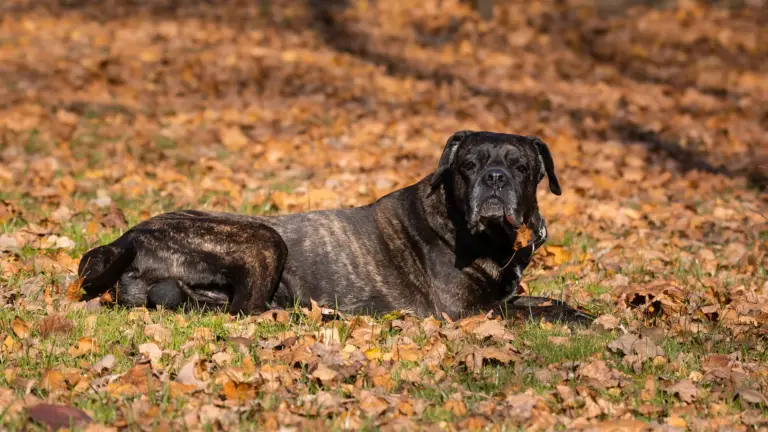 Sarabi Dog - The Iranian Shepherd/Persian Mastiff Breed