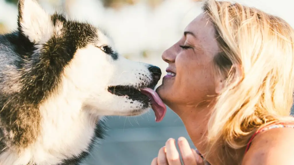 why-do-dogs-lick-you-is-it-a-sign-of-their-emotions