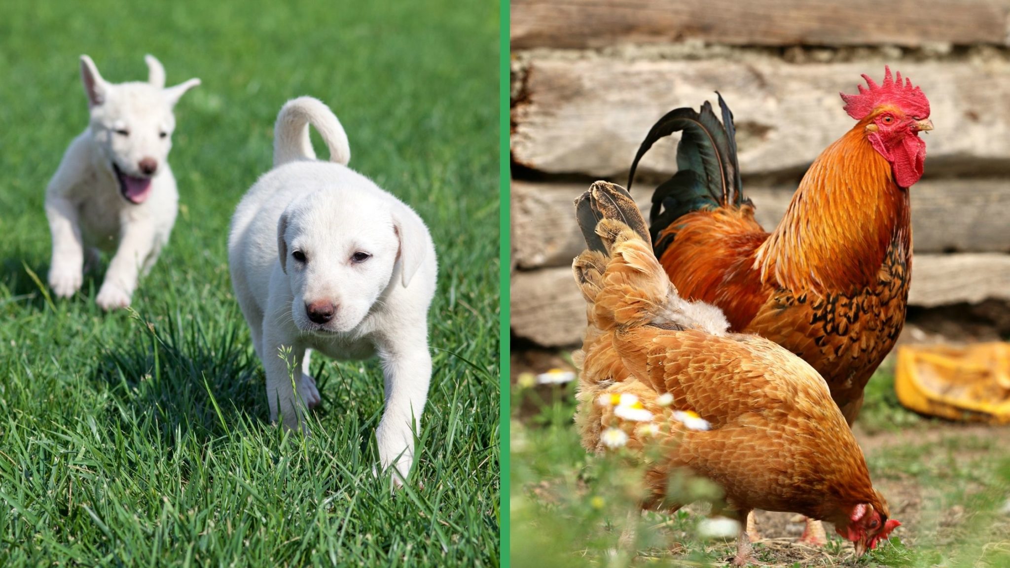 The Top 10 Best Dogs for Chickens