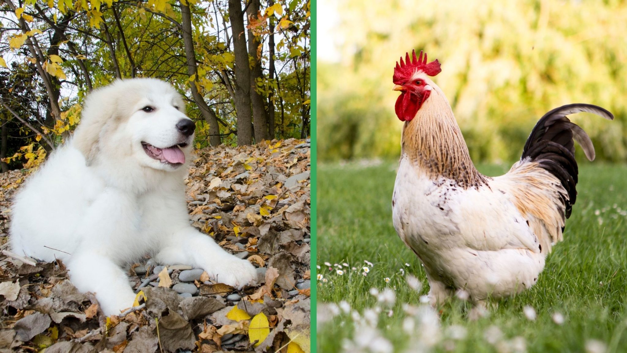 The Top 10 Best Dogs for Chickens