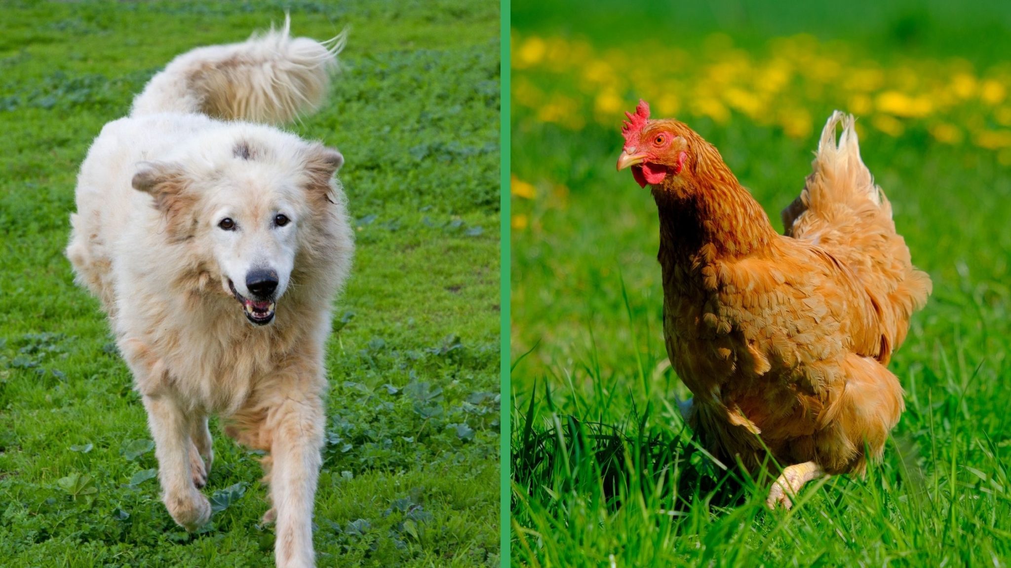 The Top 10 Best Dogs for Chickens