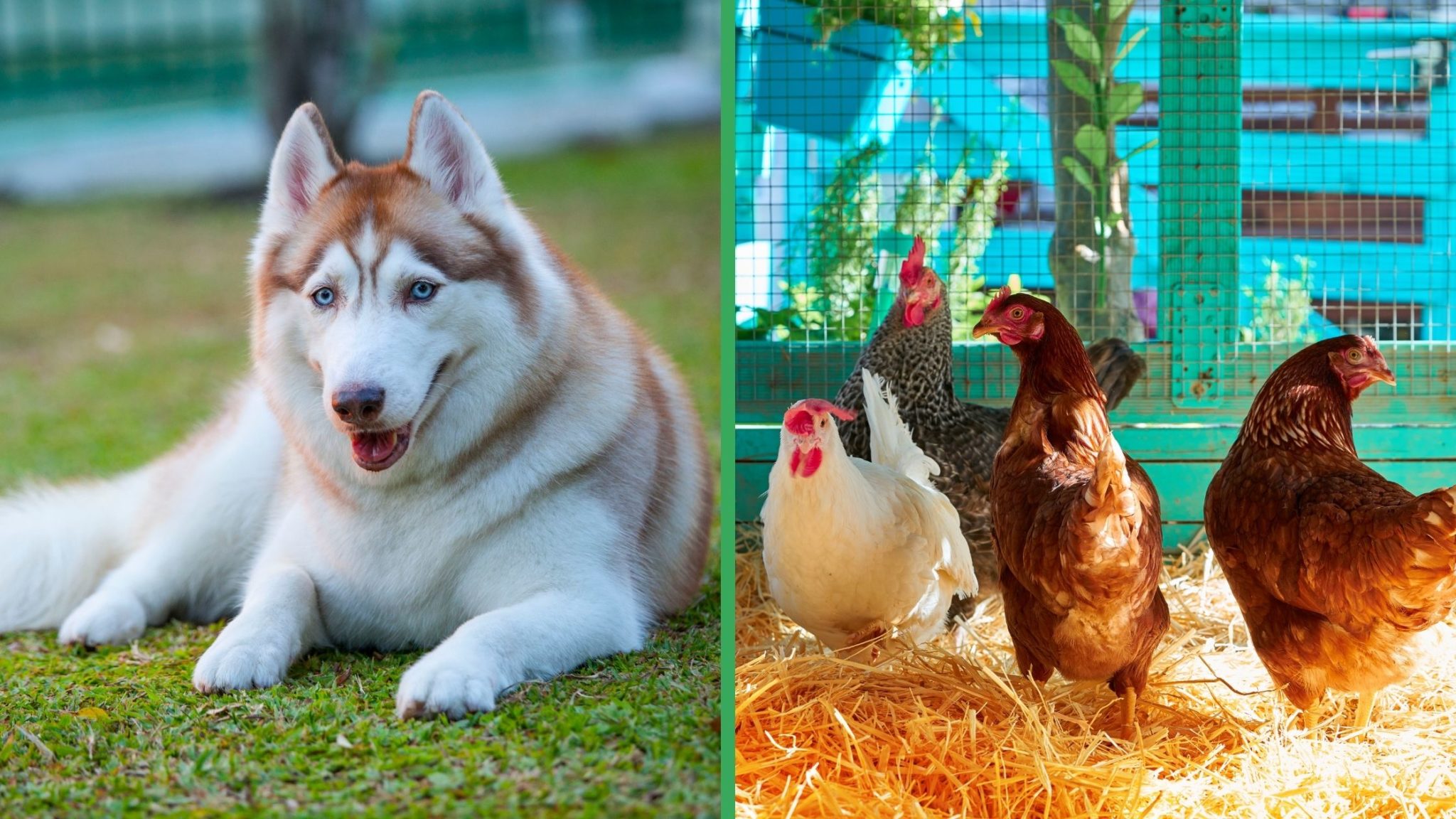 The Top 10 Best Dogs for Chickens