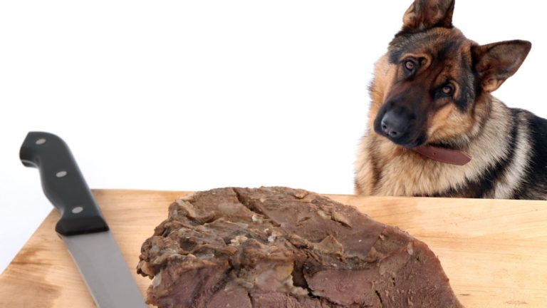 can-dogs-eat-cooked-cow-tongue-is-it-safe