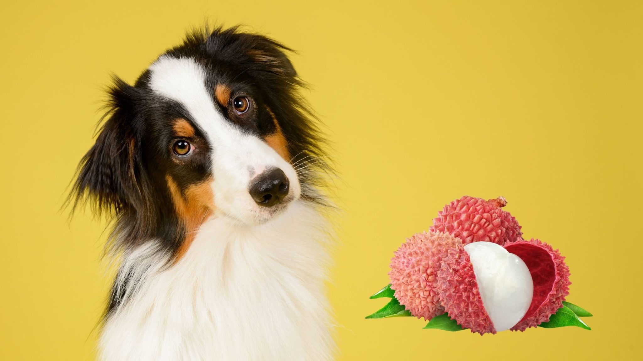 Can Dogs Eat Lychee Fruit? Everything You Need to Know