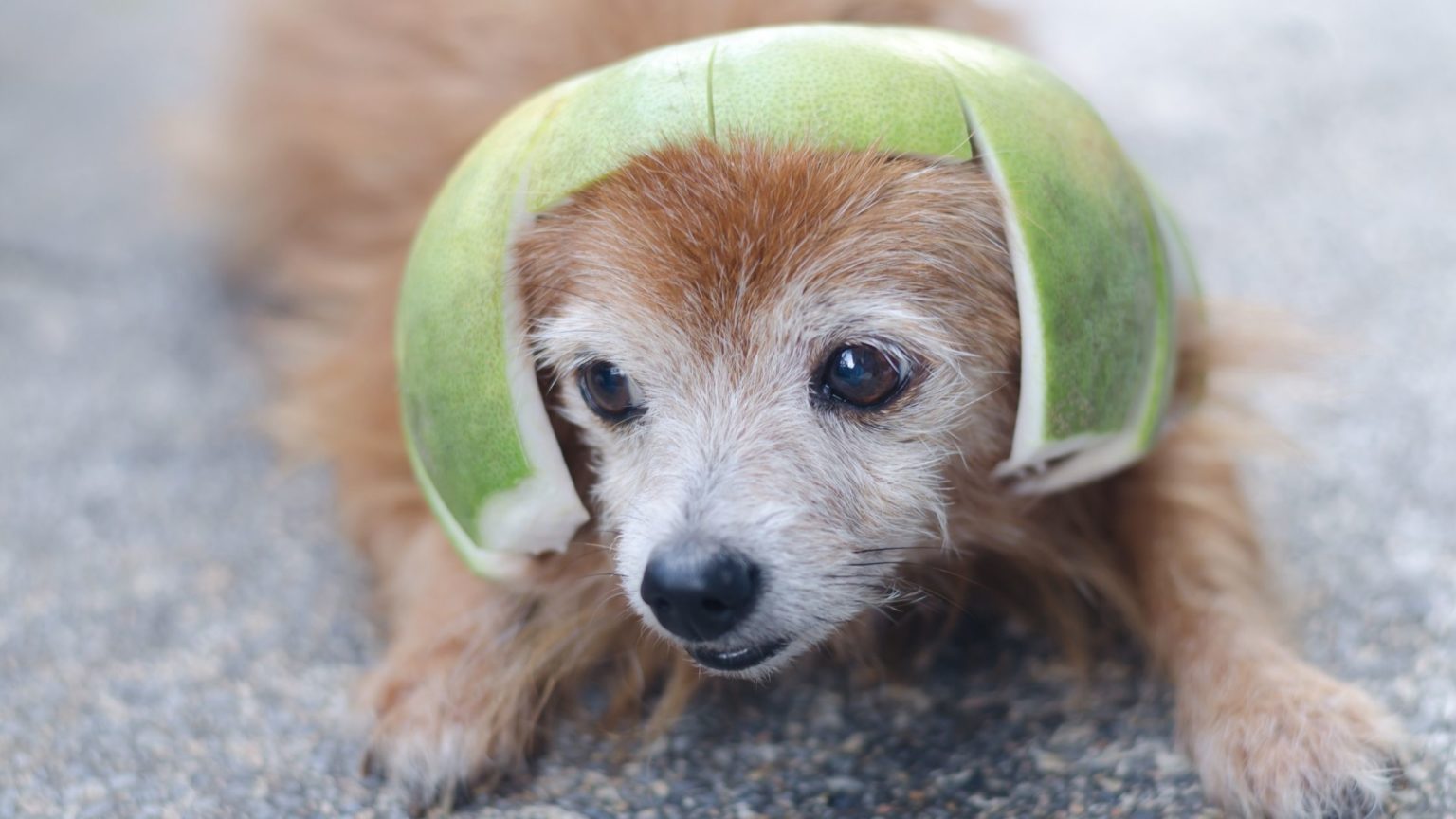 Can Dogs Eat Pomelo Fruit? Is It Safe?