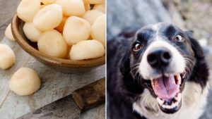 Can Dogs Eat Water Chestnuts? Everything You Need To Know