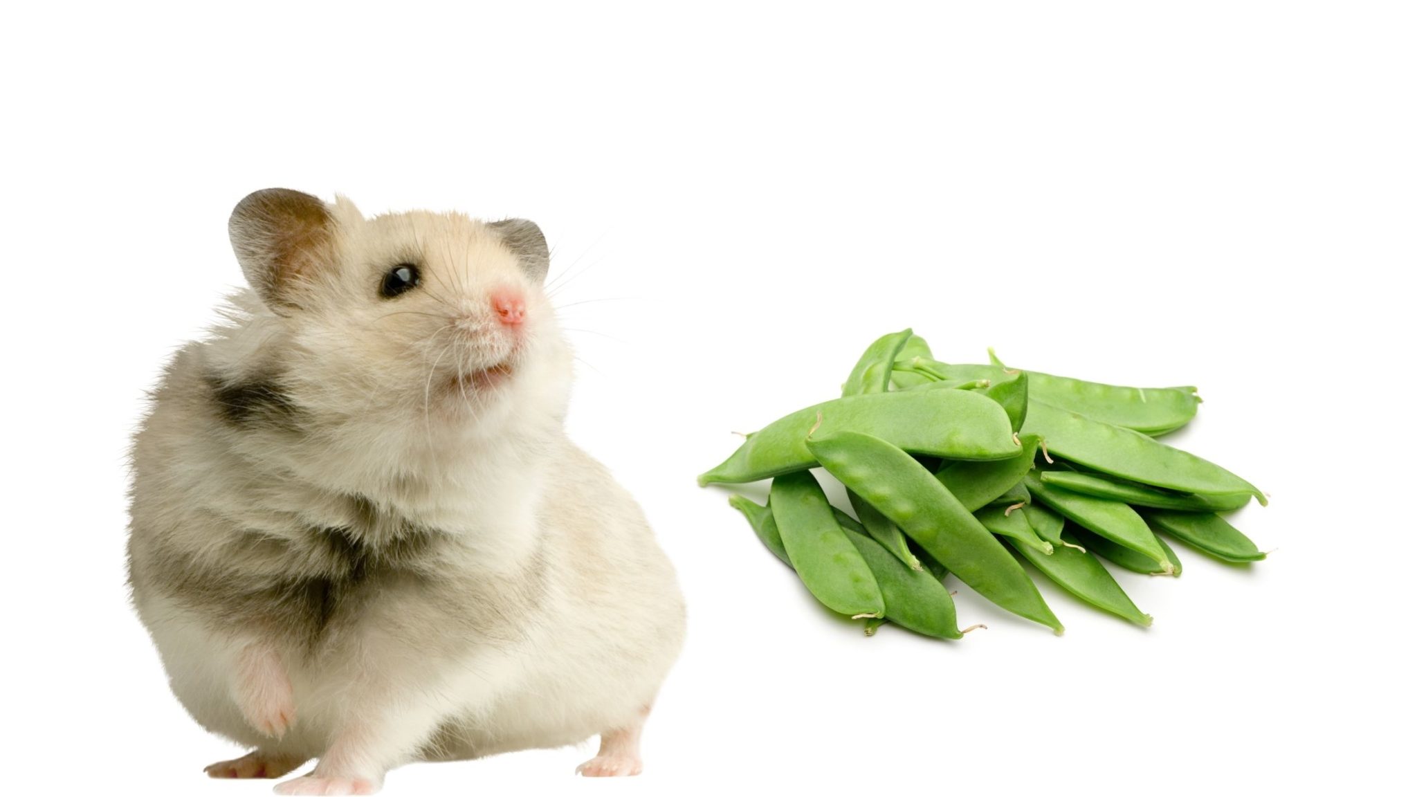 Can Hamsters Eat Snow Peas? Everything You Need to Know