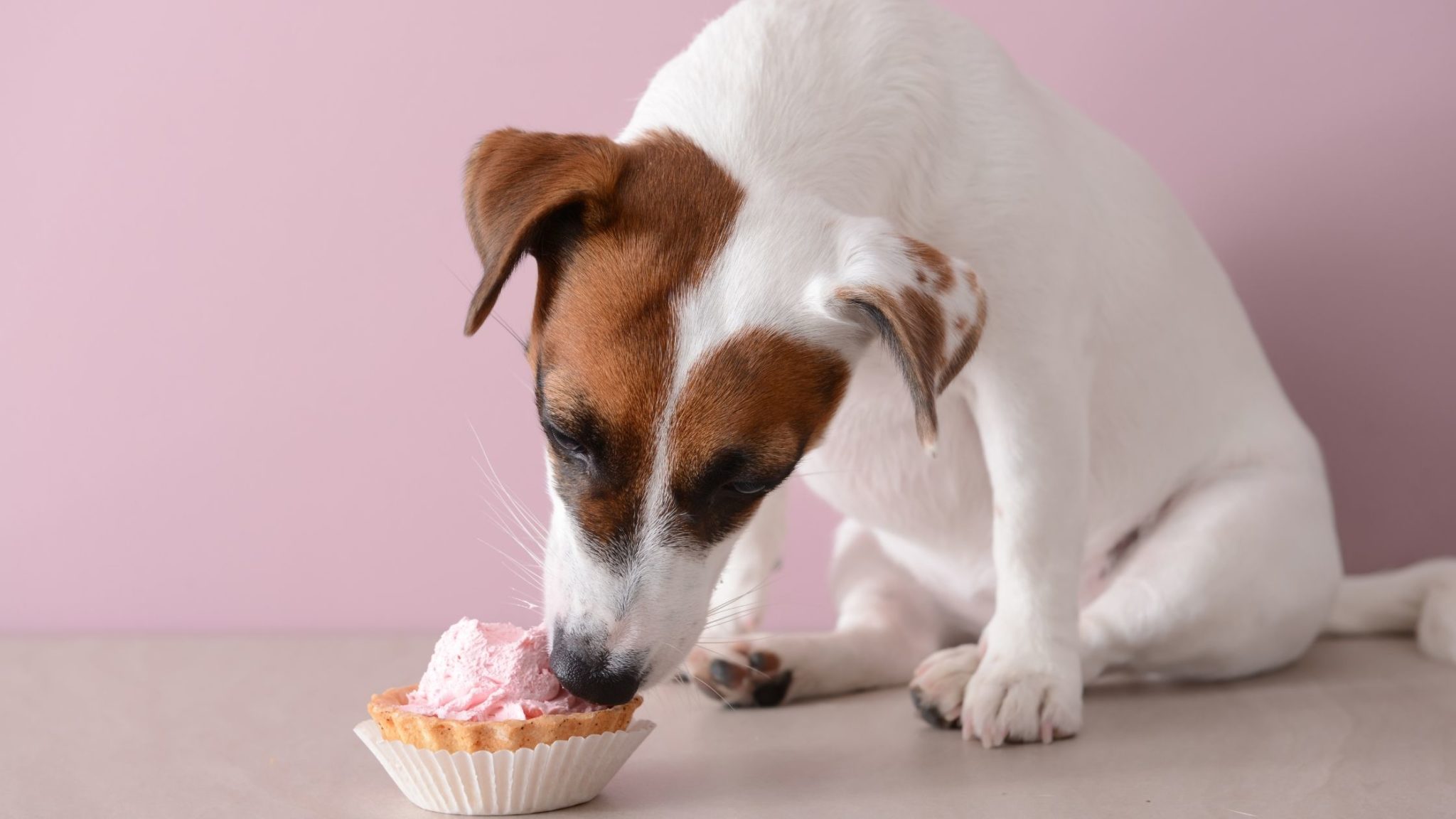 Can Dogs Eat Red Velvet Cake? Everything You Need to Know