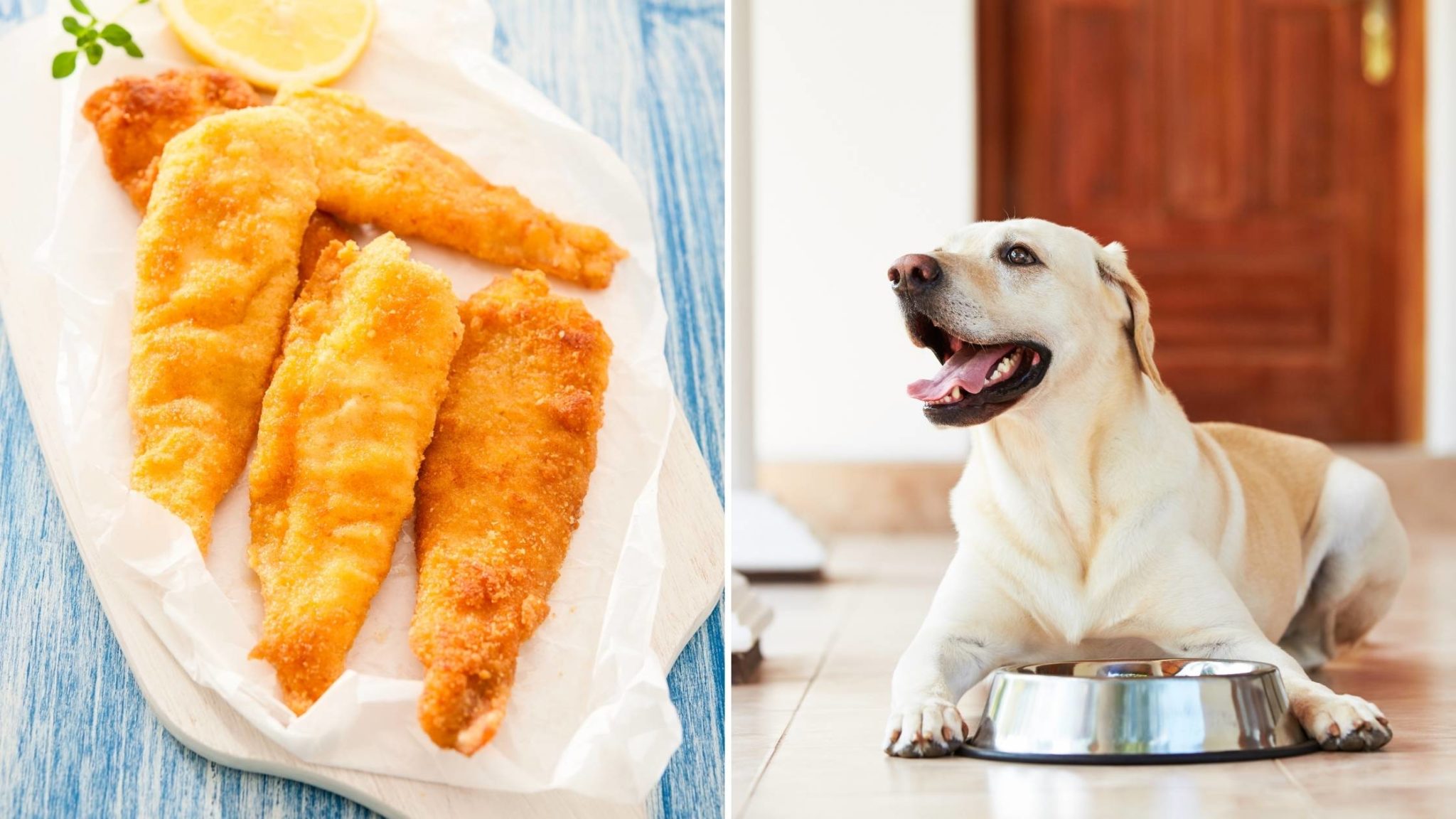 Can Dogs Eat Fish Sticks: The Complete Guide