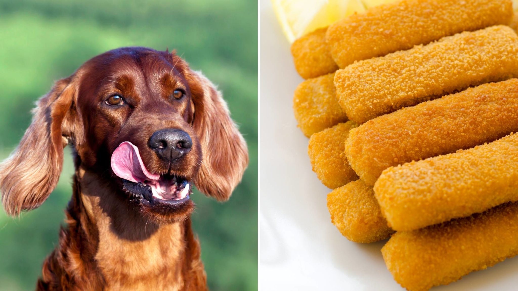 can a dog eat fish sticks