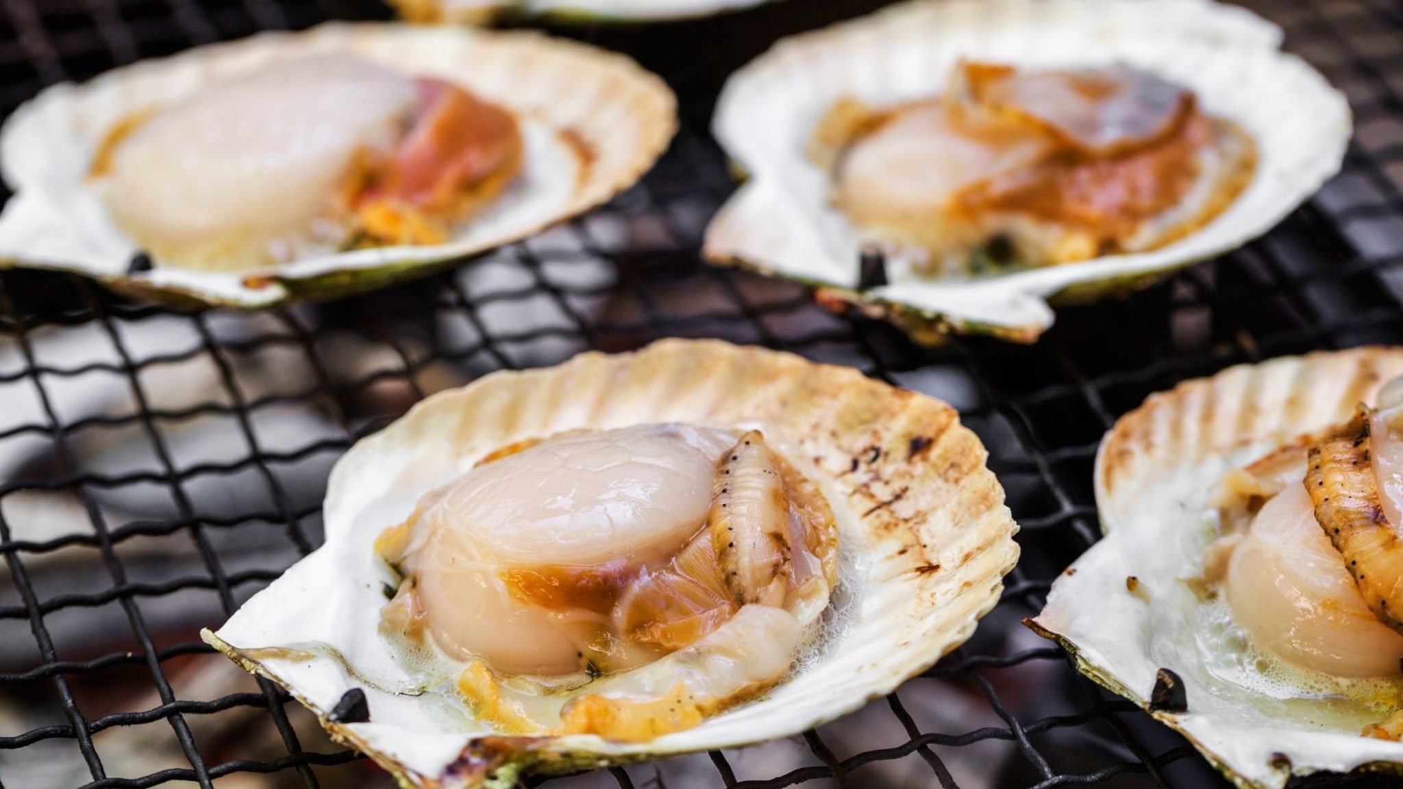 Can Dogs Eat Scallops? Everything You Need to Know