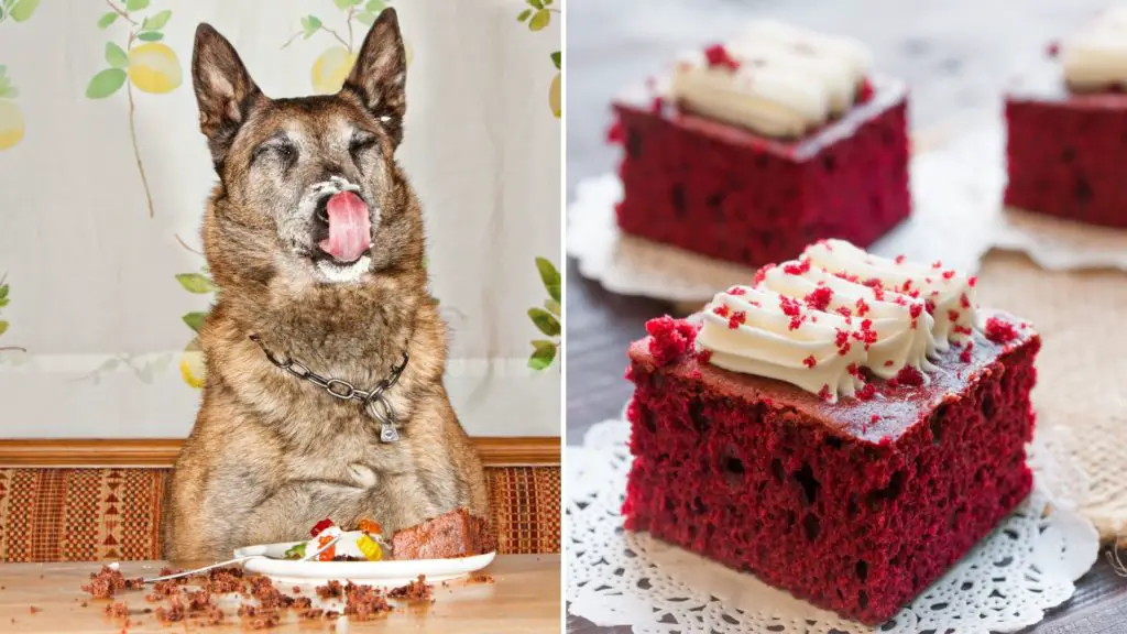 Can Dogs Eat Red Velvet Cake? Everything You Need to Know