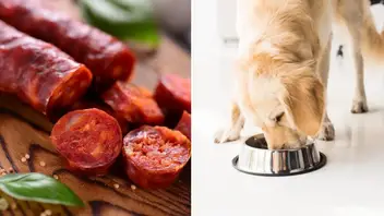 Can Dogs Eat Chorizo Health Benefits Risks And More