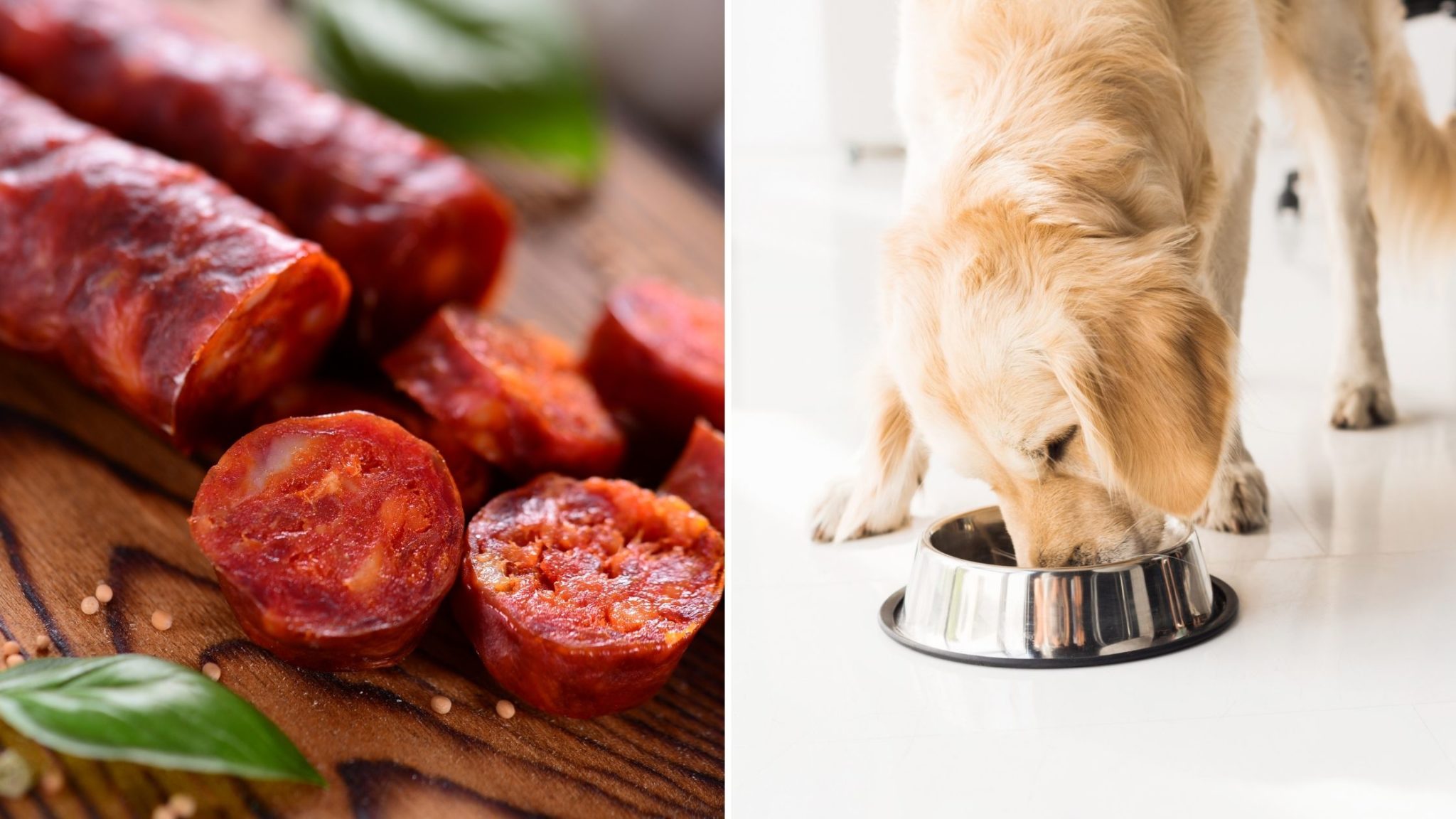 Can Dogs Eat Chorizo: Health Benefits, Risks, and More