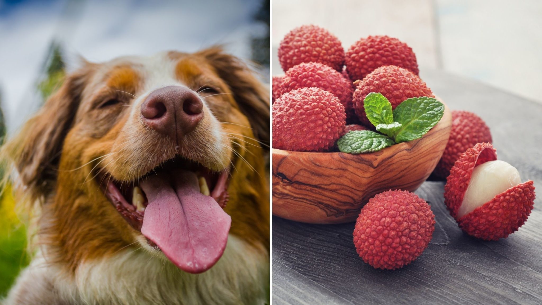 Can Dogs Eat Lychee Fruit? Everything You Need to Know