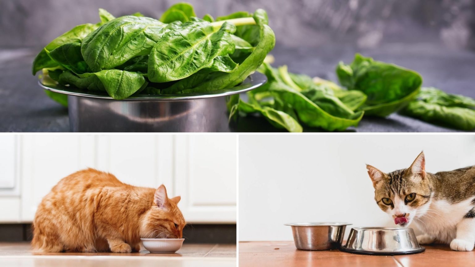 Can Cats Eat Spinach? Everything You Need to Know