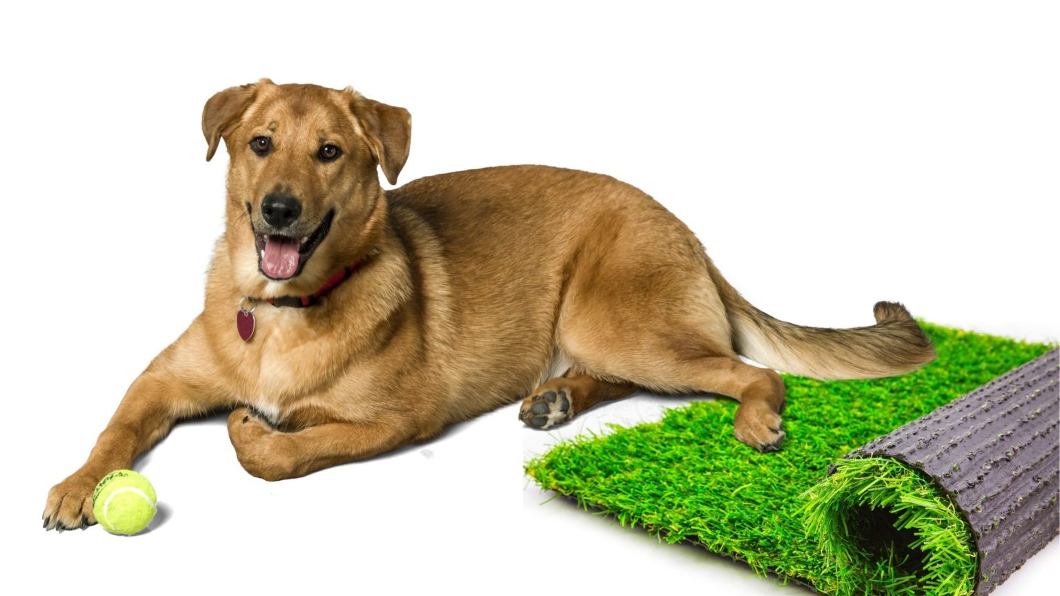 Can Dogs Be Allergic to Artificial Grass: The Guide