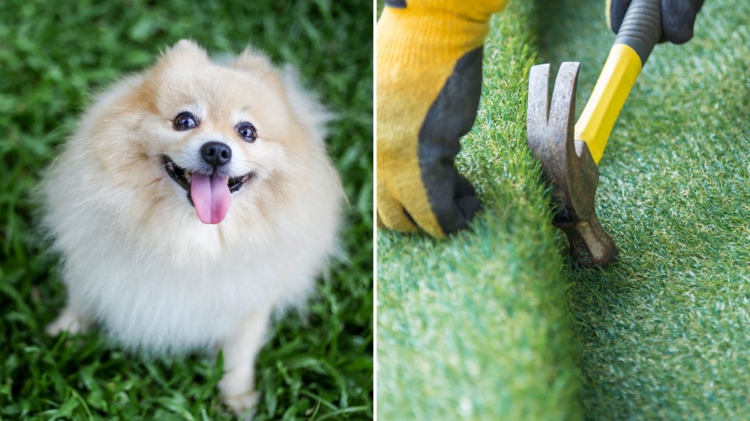 can-dogs-be-allergic-to-artificial-grass-the-guide