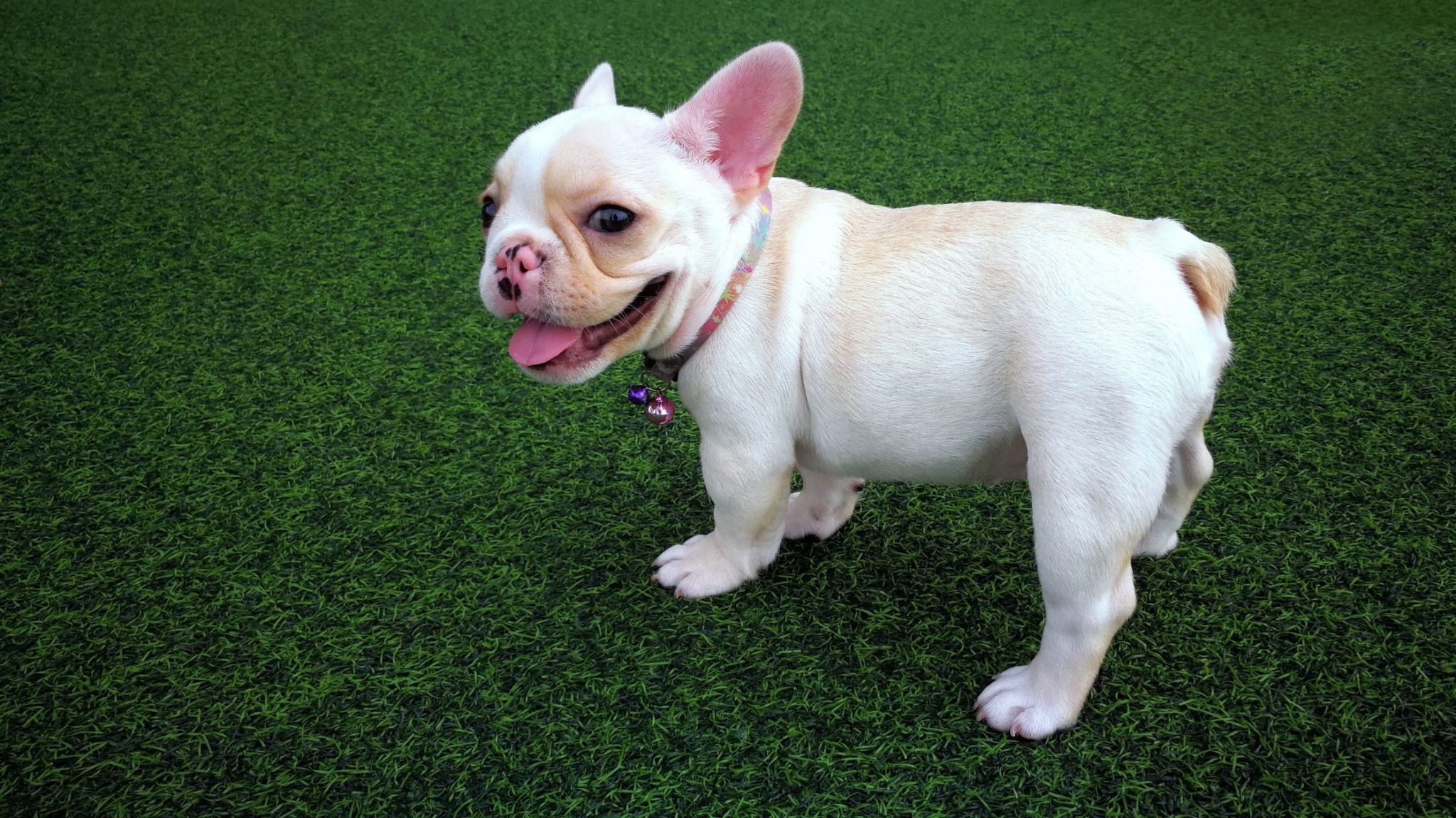 can-dogs-be-allergic-to-artificial-grass-the-guide