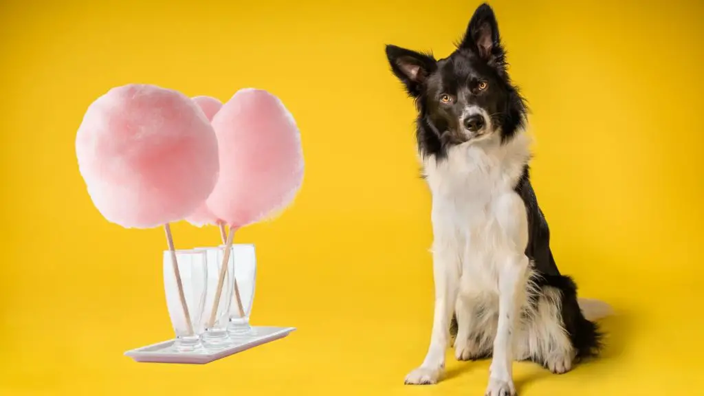 can-dogs-eat-cotton-candy-everything-you-need-to-know