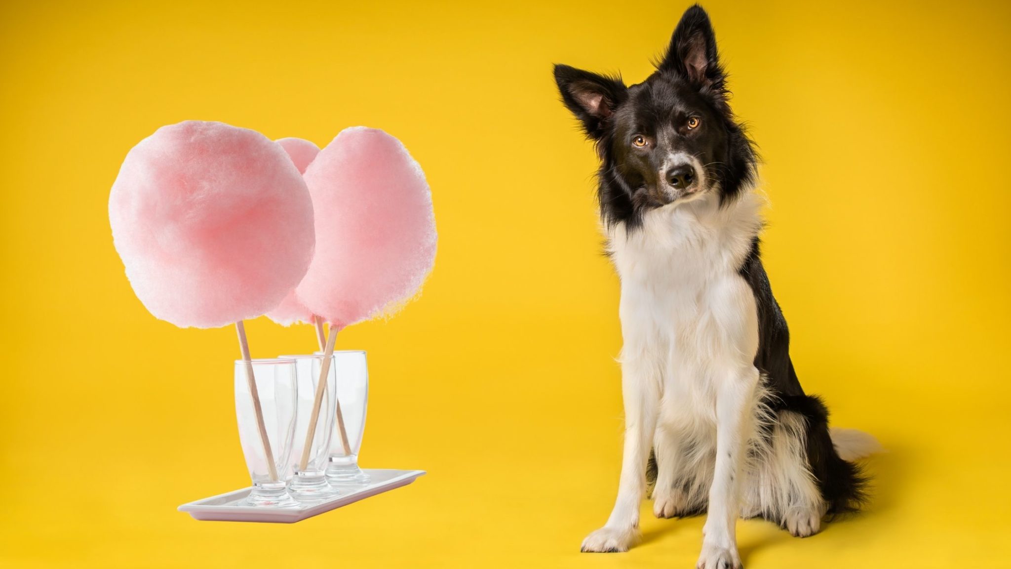 can-dogs-eat-cotton-candy-everything-you-need-to-know