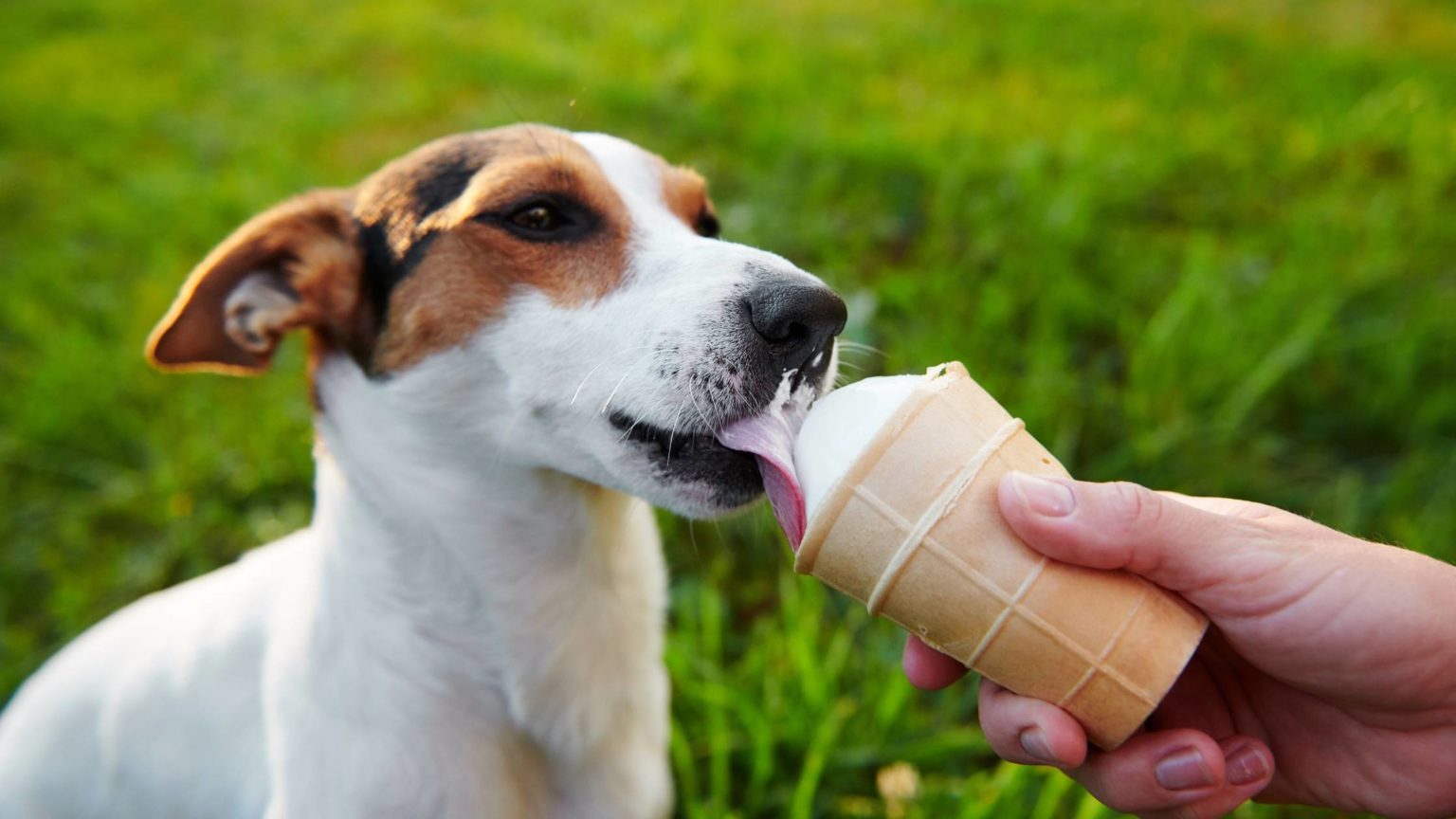 Can Dogs Eat Cool Whip? Is it Harmful?