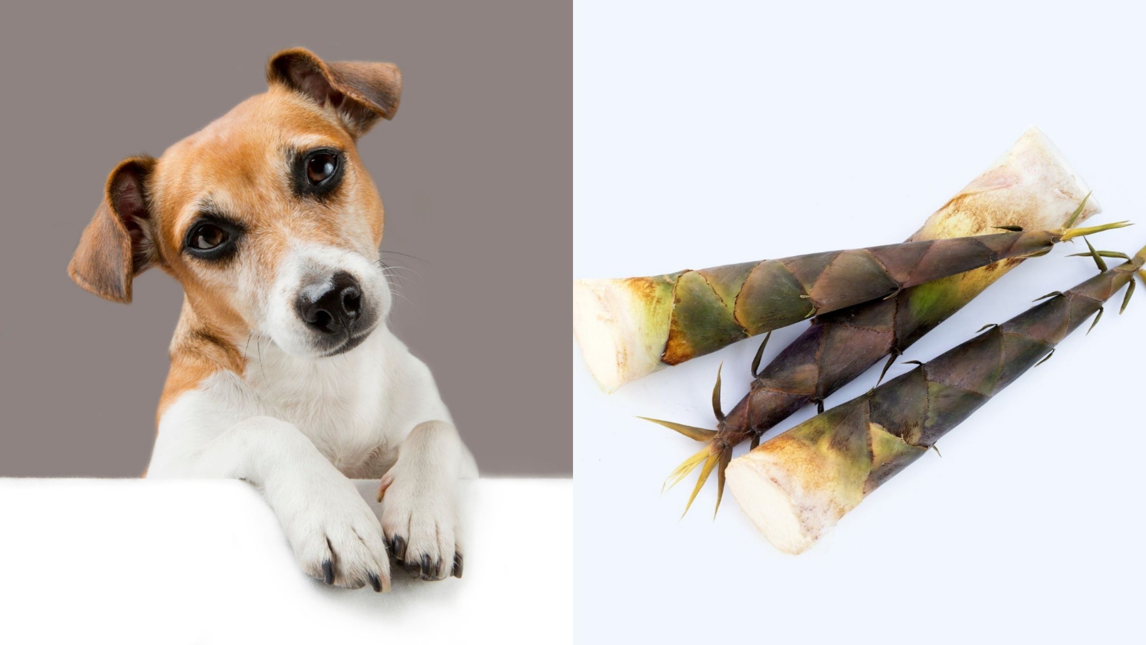 can dogs eat bamboo shoots