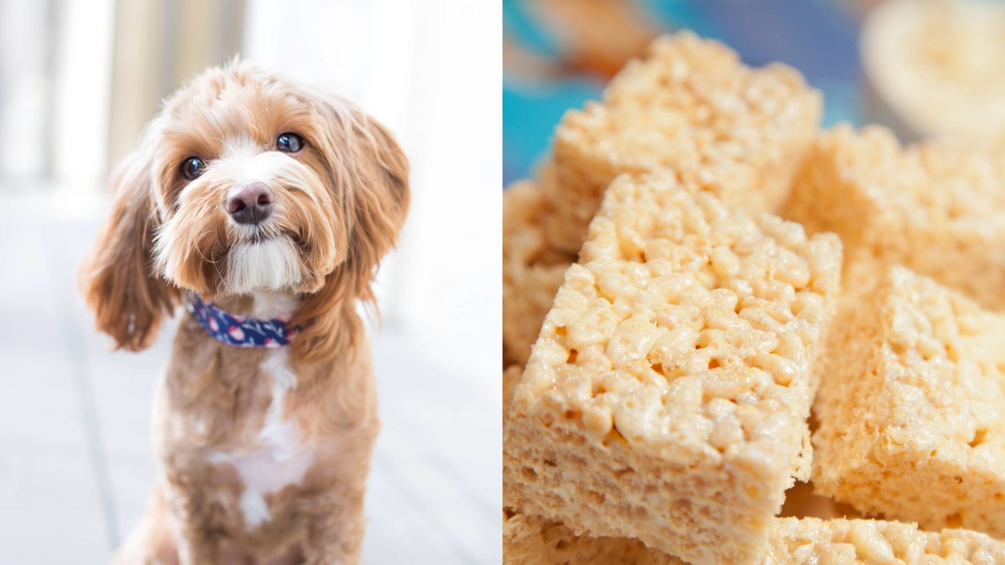 can-dogs-eat-rice-krispies-the-complete-guide