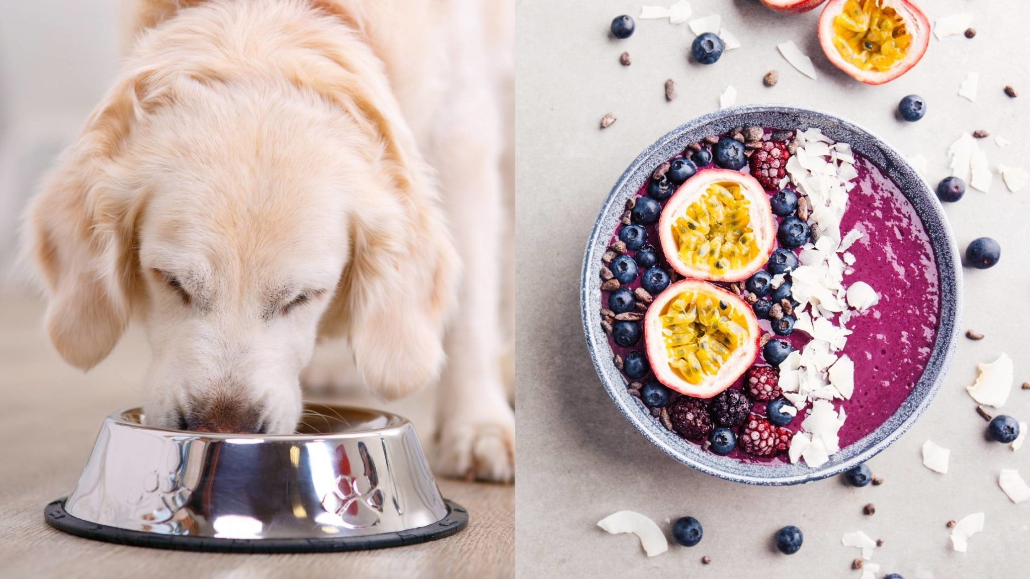 Can Dogs Eat Acai? Everything You Need to Know