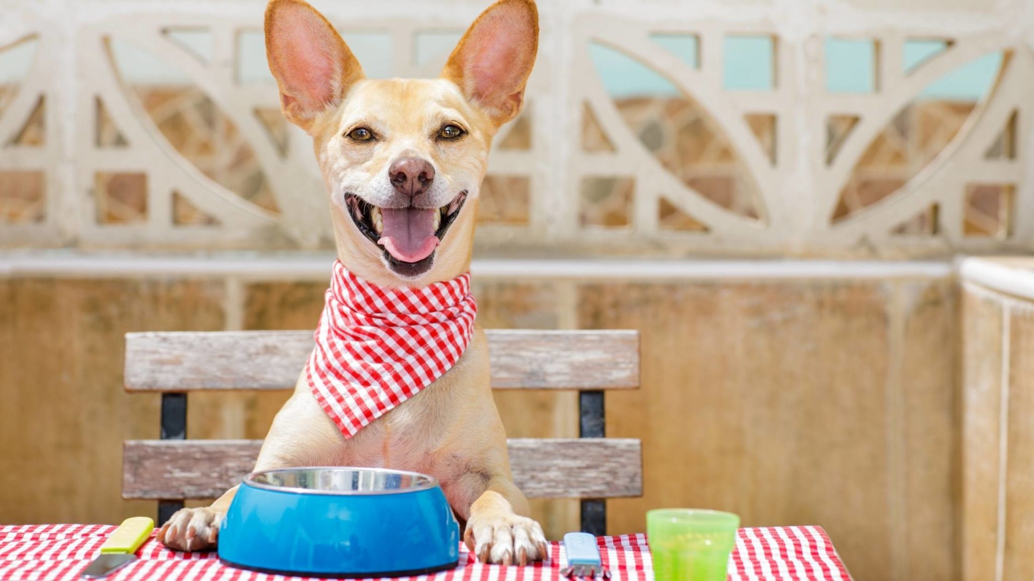 Can Dogs Eat Egg Salad? Everything You Need to Know