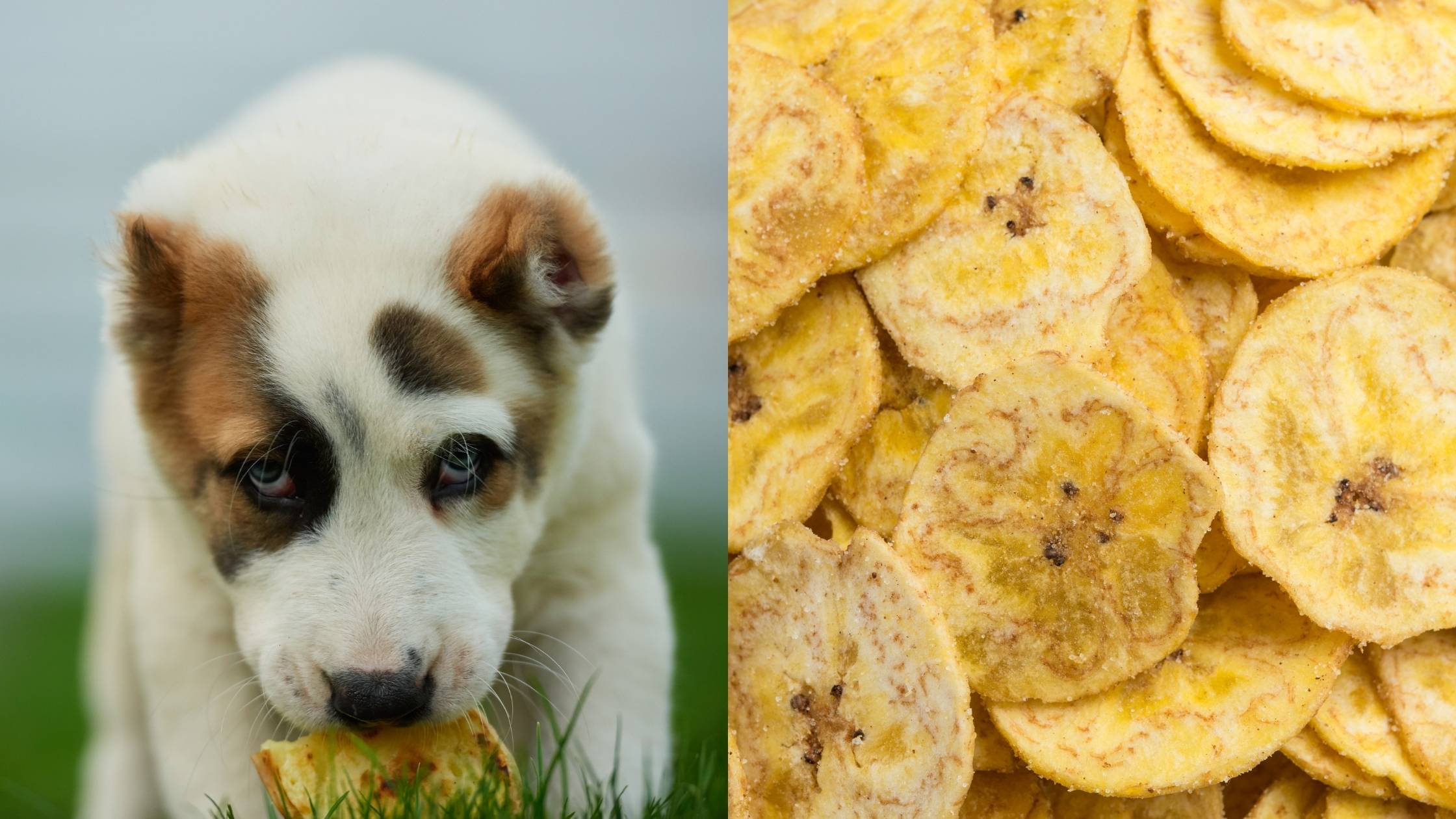 are plantains chips bad for dogs