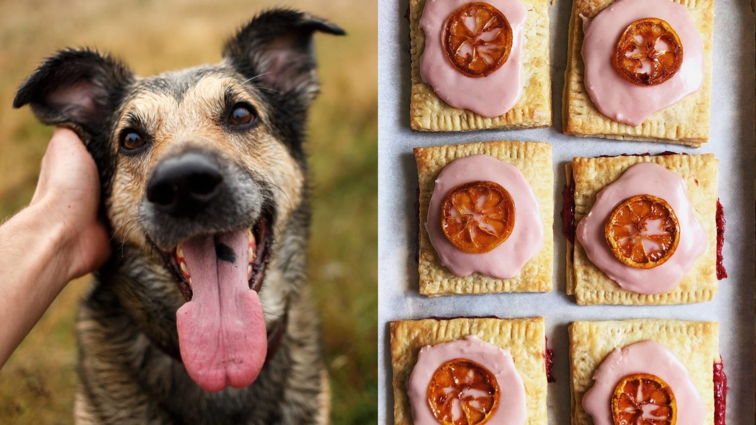 Can Dogs Eat Pop Tarts? What You Need to Know